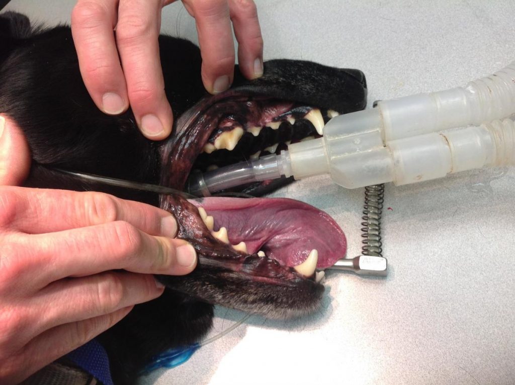 Why does my cat's breath stink? Bayshore Veterinary Clinic